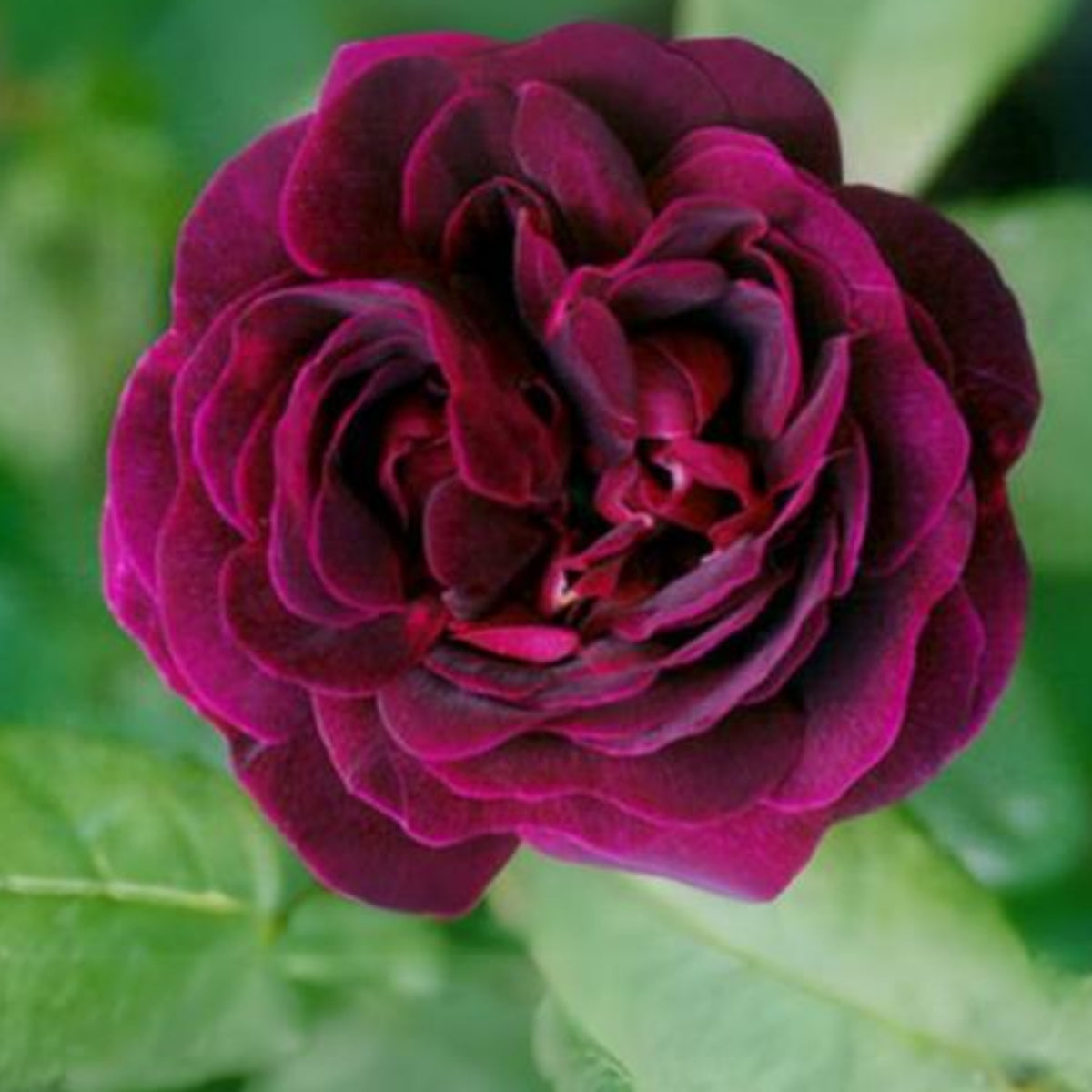 Crimson Munstead Wood Rose Seeds, 30 seeds