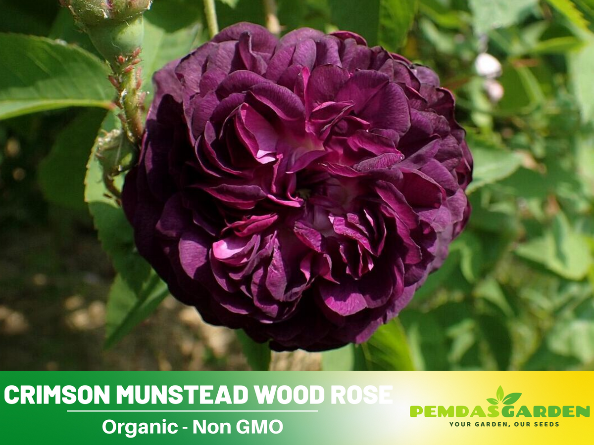 30 Rare Seeds| English Blue and Yellow Rose #1126