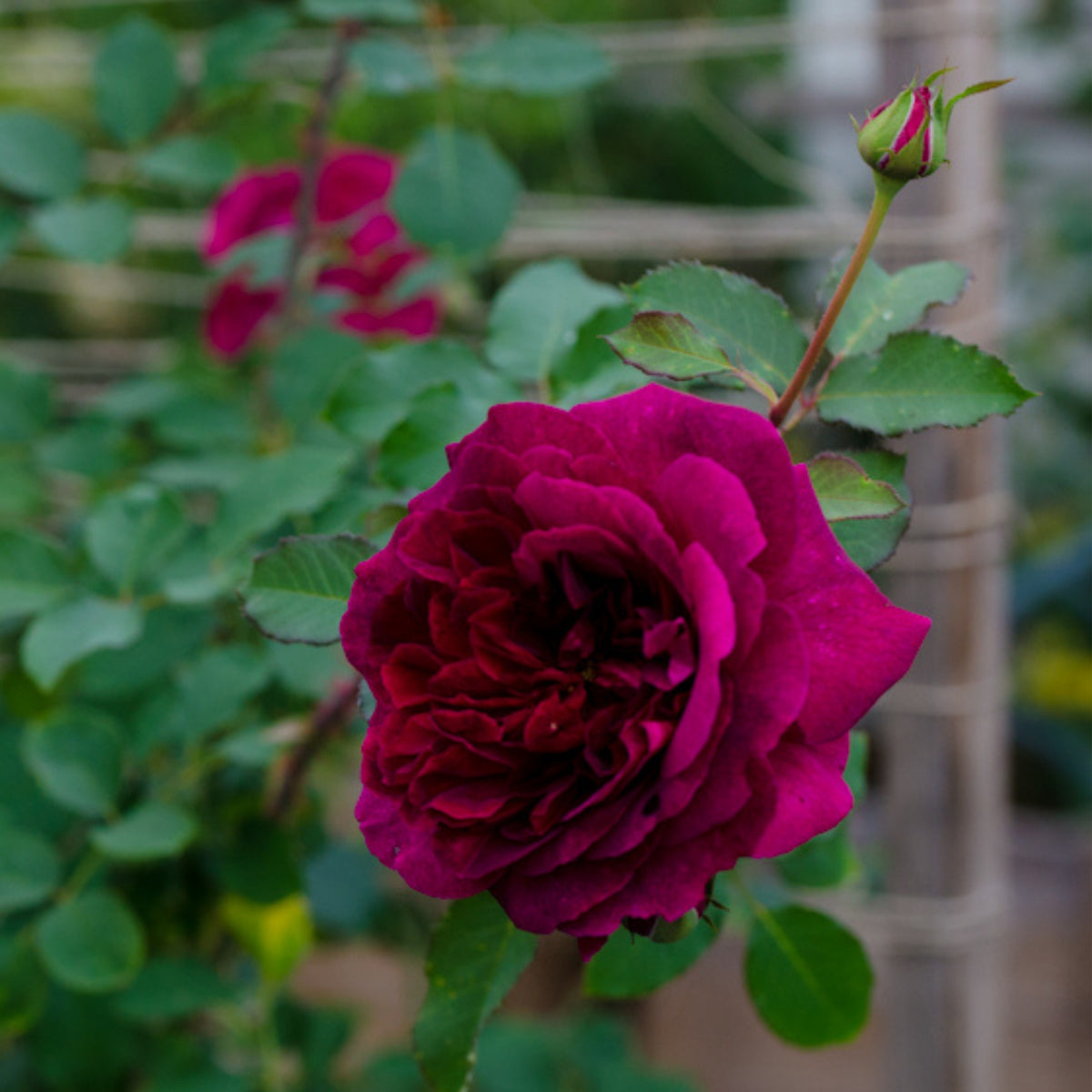 Crimson Munstead Wood Rose Seeds, 30 seeds