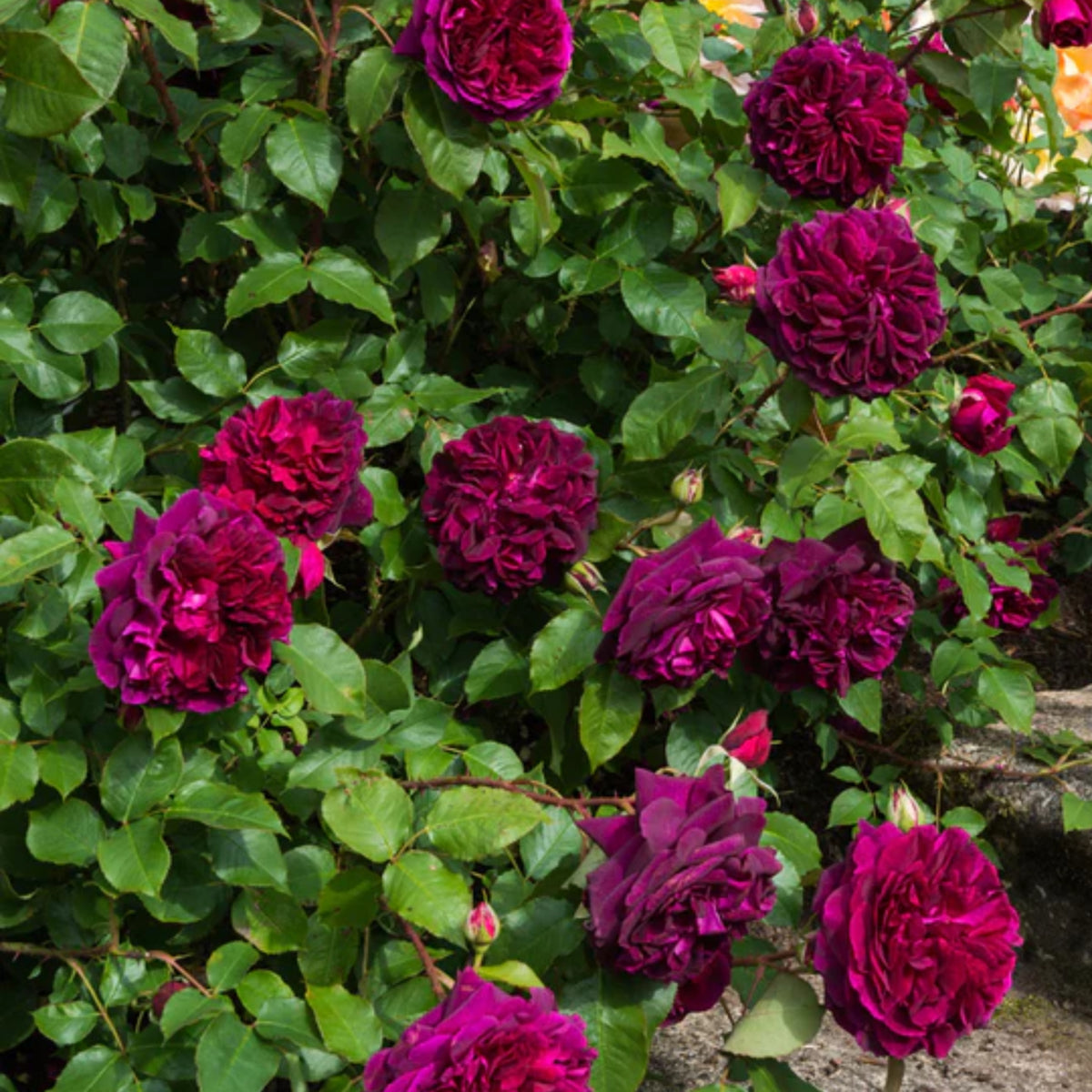 Crimson Munstead Wood Rose Seeds, 30 seeds
