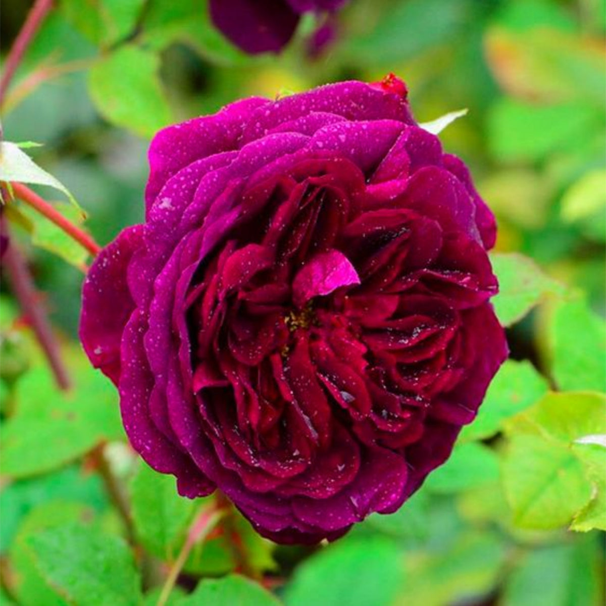 Crimson Munstead Wood Rose Seeds, 30 seeds