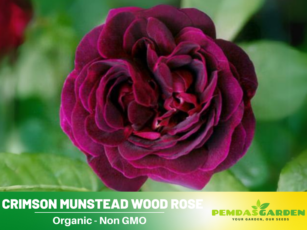 30 Rare Seeds| English Blue and Yellow Rose #1126