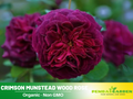 30 Rare Seeds| English Blue and Yellow Rose #1126