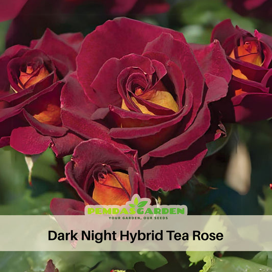 Black Night Hybrid Tea Rose Flower Seeds, 30 seeds