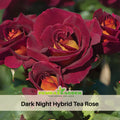 30 Rare Seeds| Black Night Hybrid Tea Rose Flower Seeds #1127