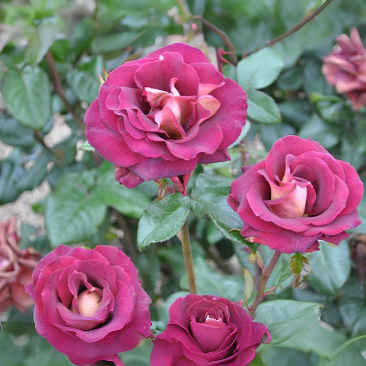 Black Night Hybrid Tea Rose Flower Seeds, 30 seeds