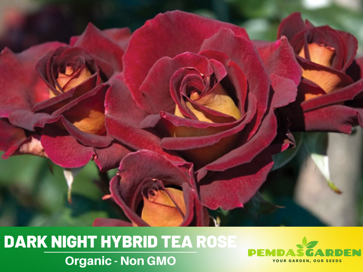 30 Rare Seeds| Black Night Hybrid Tea Rose Flower Seeds #1127