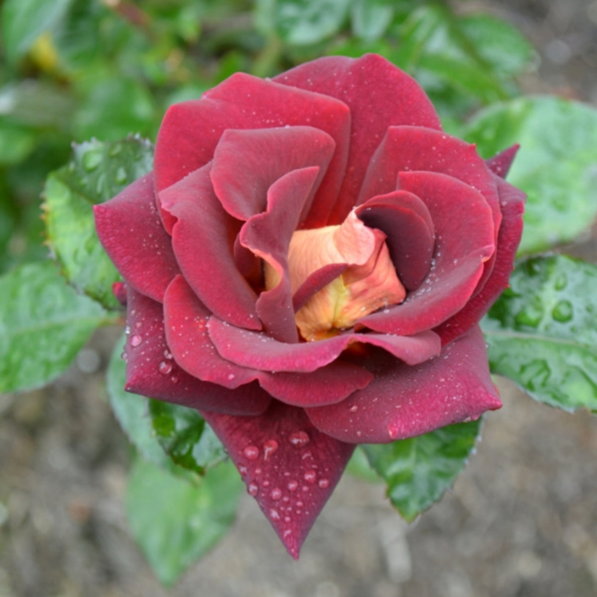 Black Night Hybrid Tea Rose Flower Seeds, 30 seeds
