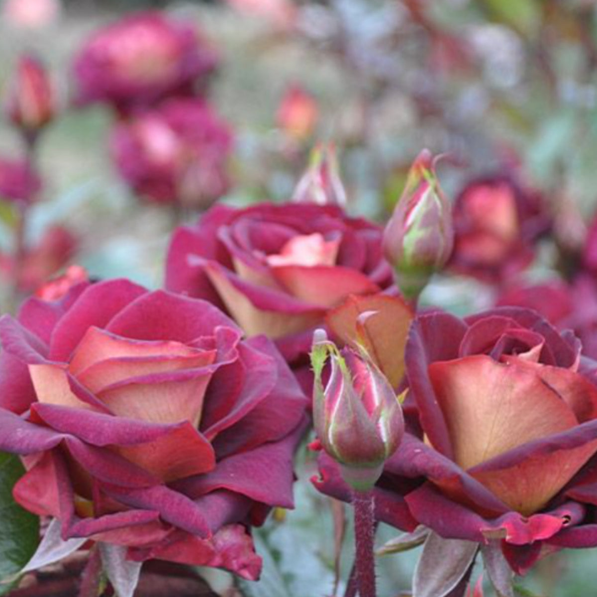 Black Night Hybrid Tea Rose Flower Seeds, 30 seeds