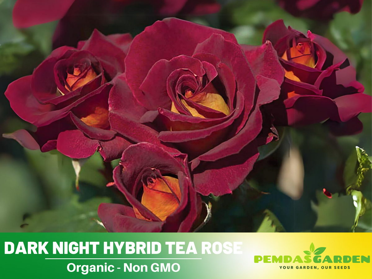 30 Rare Seeds| Black Night Hybrid Tea Rose Flower Seeds #1127