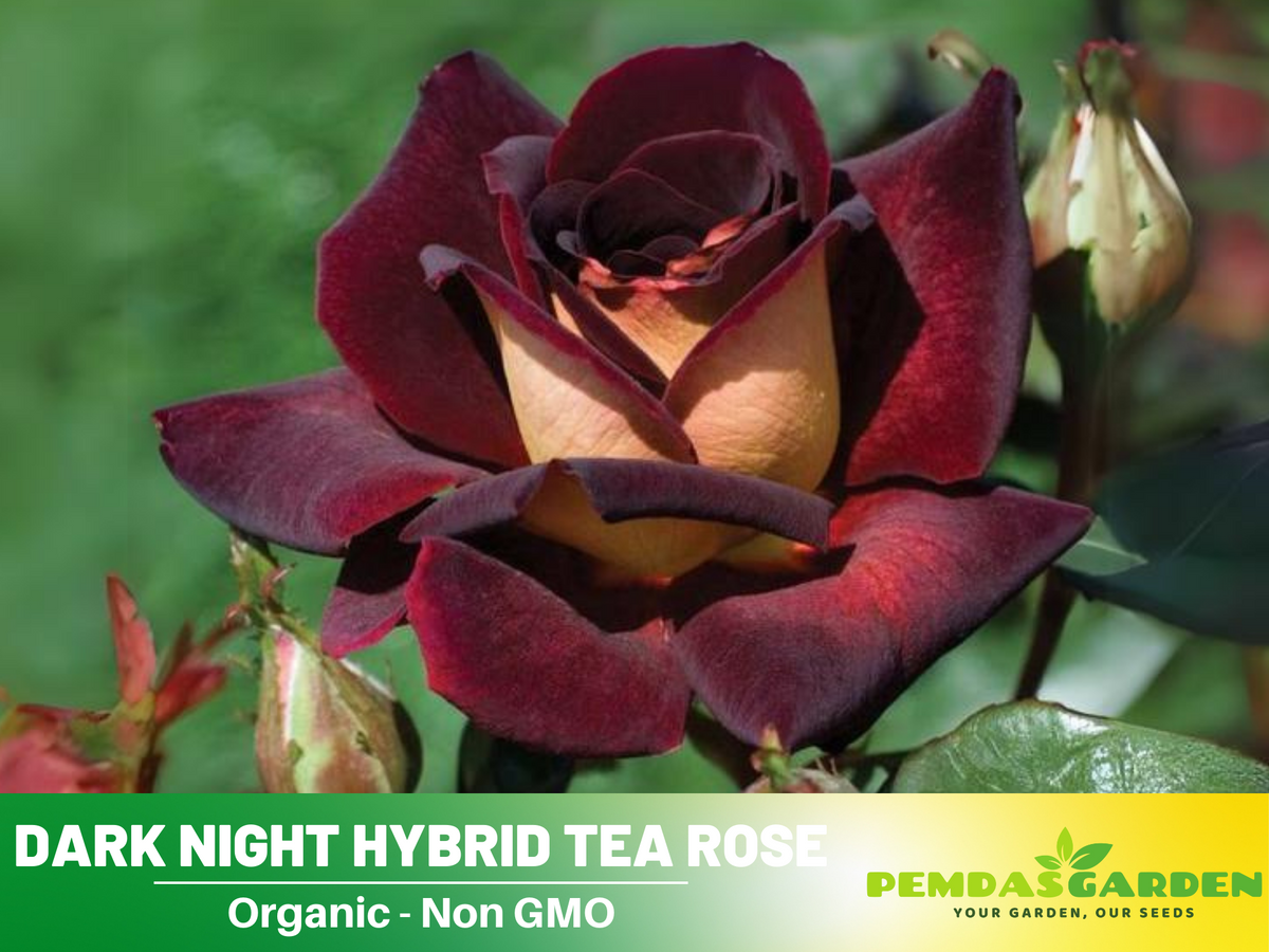 30 Rare Seeds| Black Night Hybrid Tea Rose Flower Seeds #1127