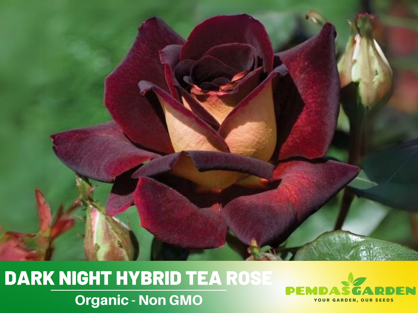 tea rose seeds 30 Rare Seeds| Black Night Hybrid Tea Rose Flower Seeds #1127