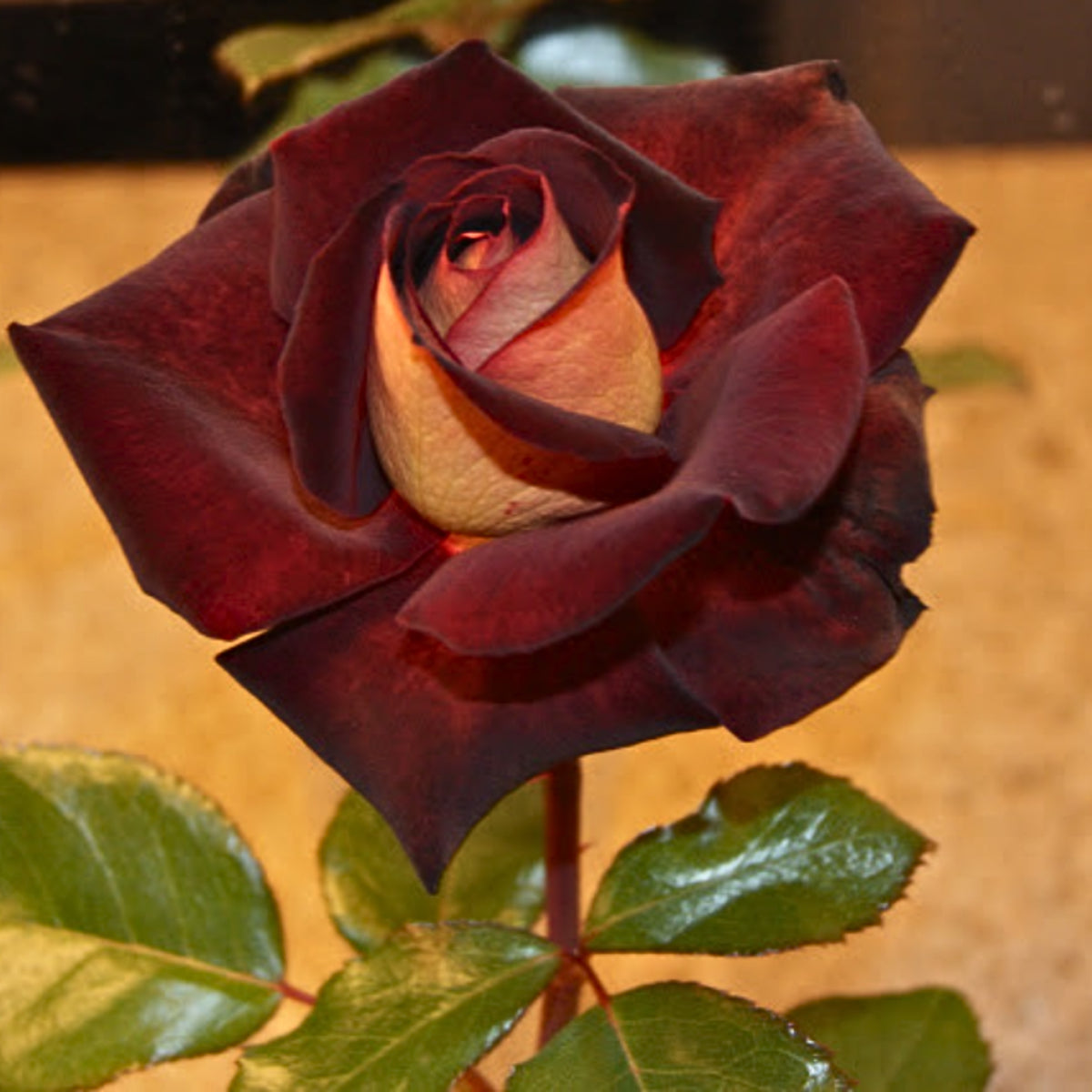 Black Night Hybrid Tea Rose Flower Seeds, 30 seeds
