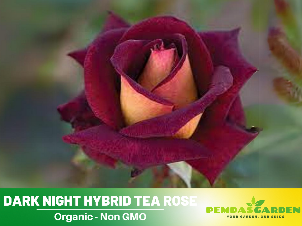 30 Rare Seeds| Black Night Hybrid Tea Rose Flower Seeds #1127