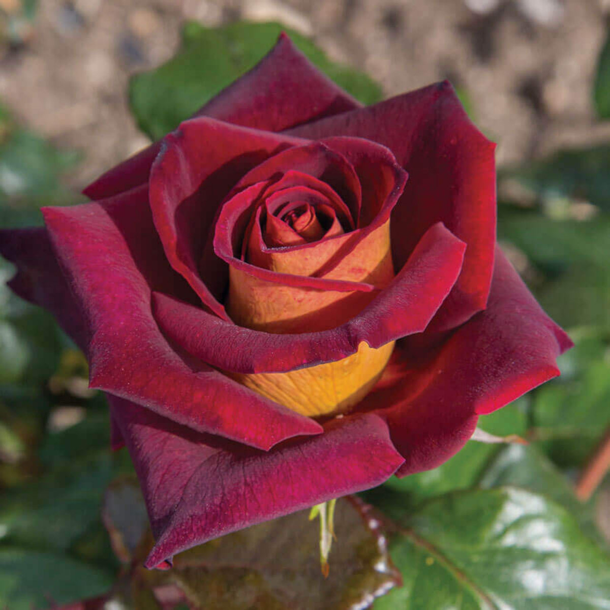 Black Night Hybrid Tea Rose Flower Seeds, 30 seeds