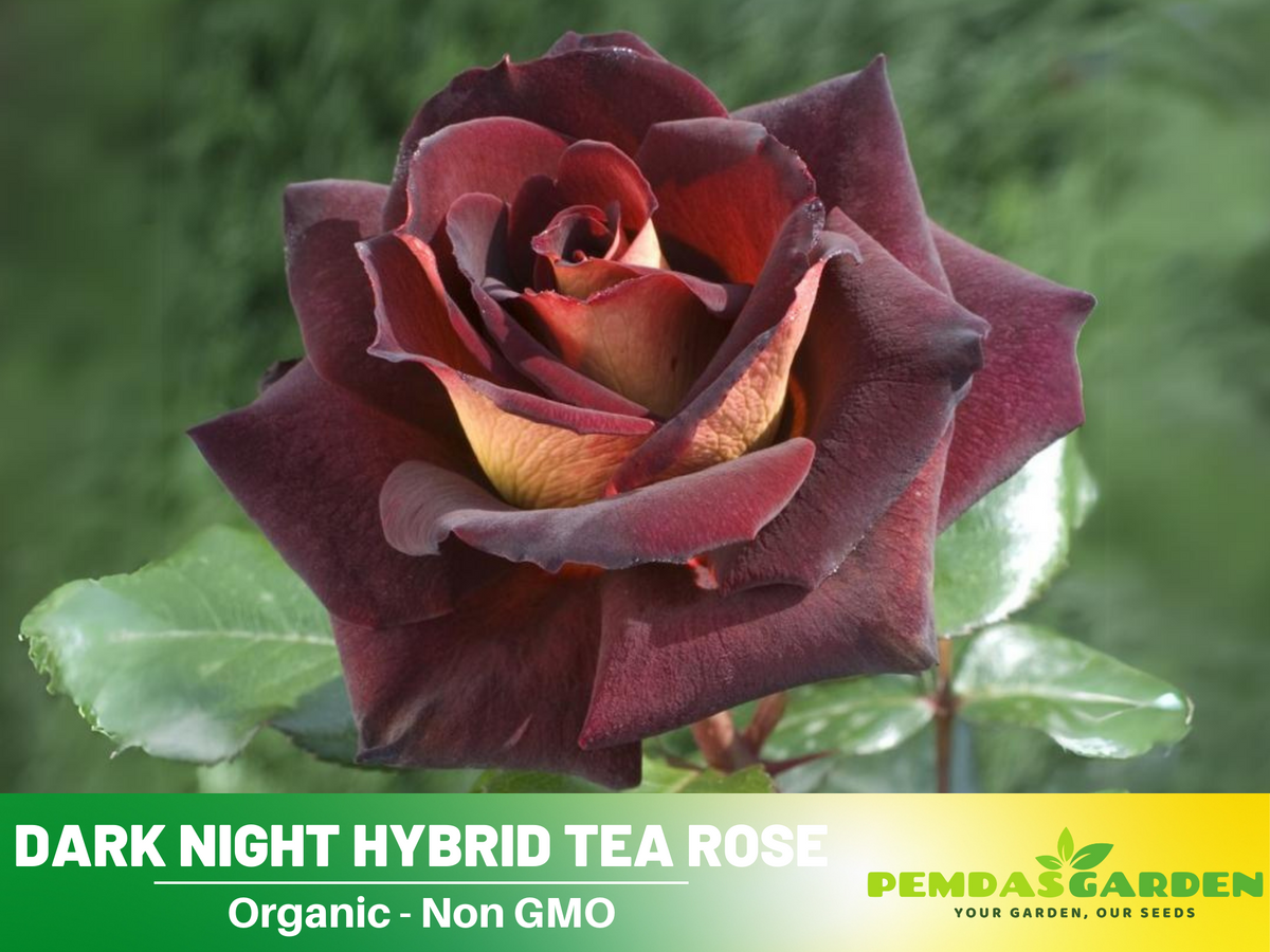 30 Rare Seeds| Black Night Hybrid Tea Rose Flower Seeds #1127