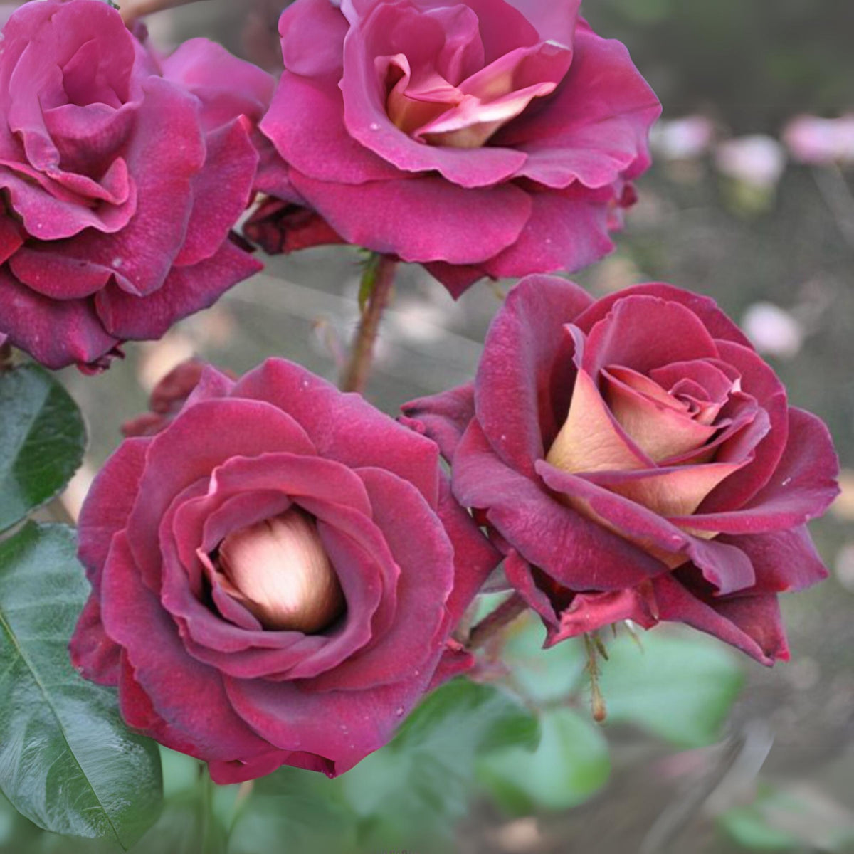 Black Night Hybrid Tea Rose Flower Seeds, 30 seeds