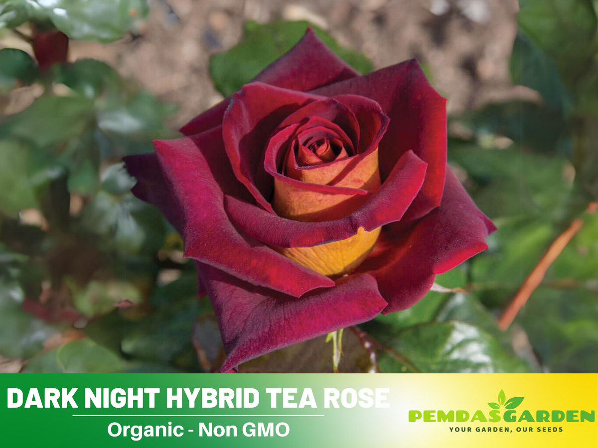 30 Rare Seeds| Black Night Hybrid Tea Rose Flower Seeds #1127