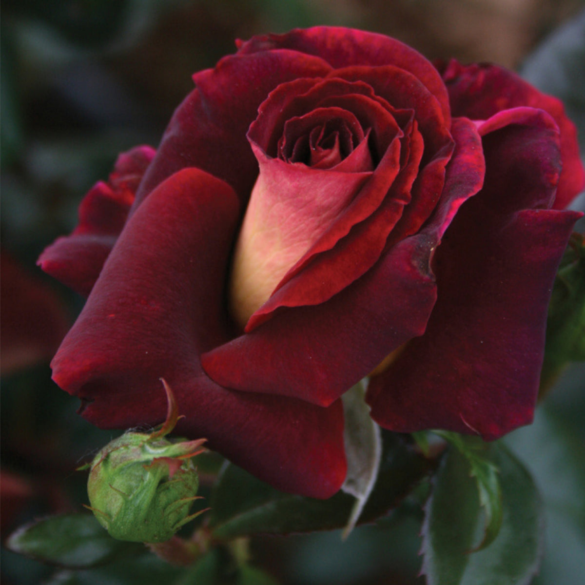 Black Night Hybrid Tea Rose Flower Seeds, 30 seeds