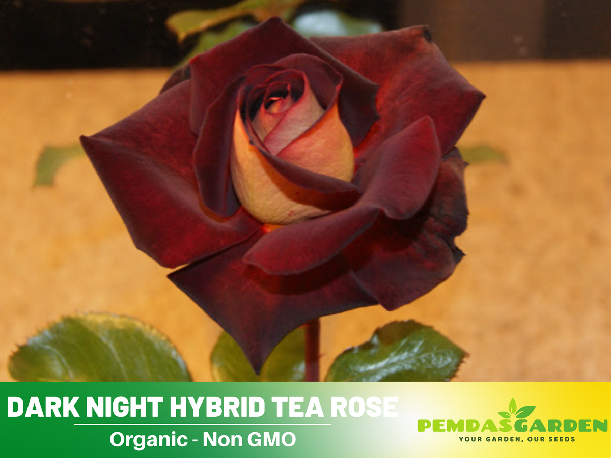 30 Rare Seeds| Black Night Hybrid Tea Rose Flower Seeds #1127