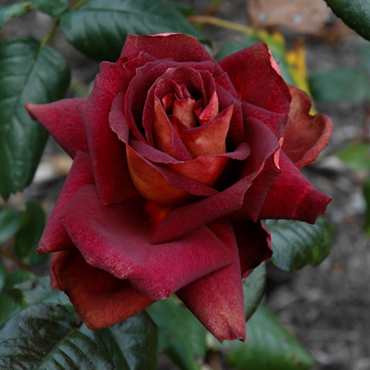 Black Night Hybrid Tea Rose Flower Seeds, 30 seeds