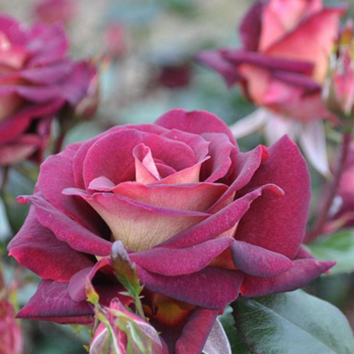 Black Night Hybrid Tea Rose Flower Seeds, 30 seeds