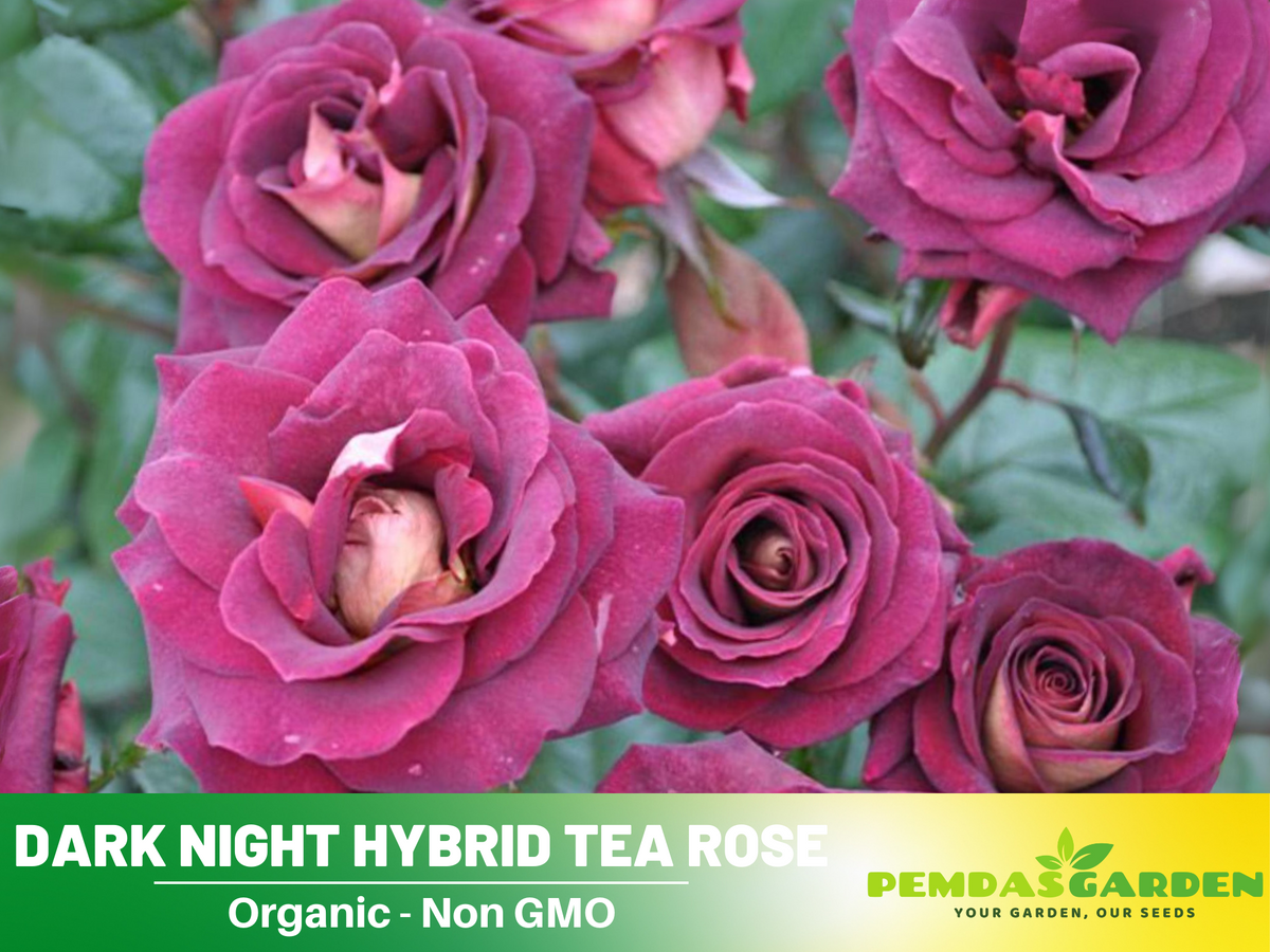 30 Rare Seeds| Black Night Hybrid Tea Rose Flower Seeds #1127