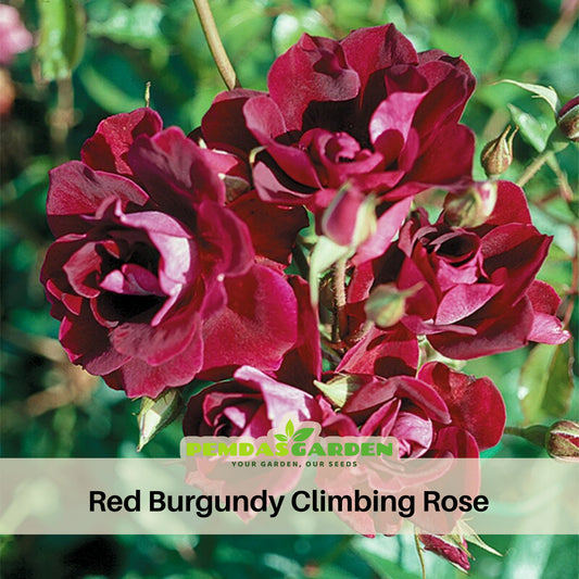 Burgunry Climbing Rose Seeds, 30 seeds