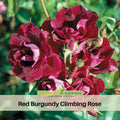 30 Rare Seeds| Burgunry Climbing Rose  Seeds #1129