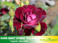 30 Rare Seeds| Burgunry Climbing Rose  Seeds #1129