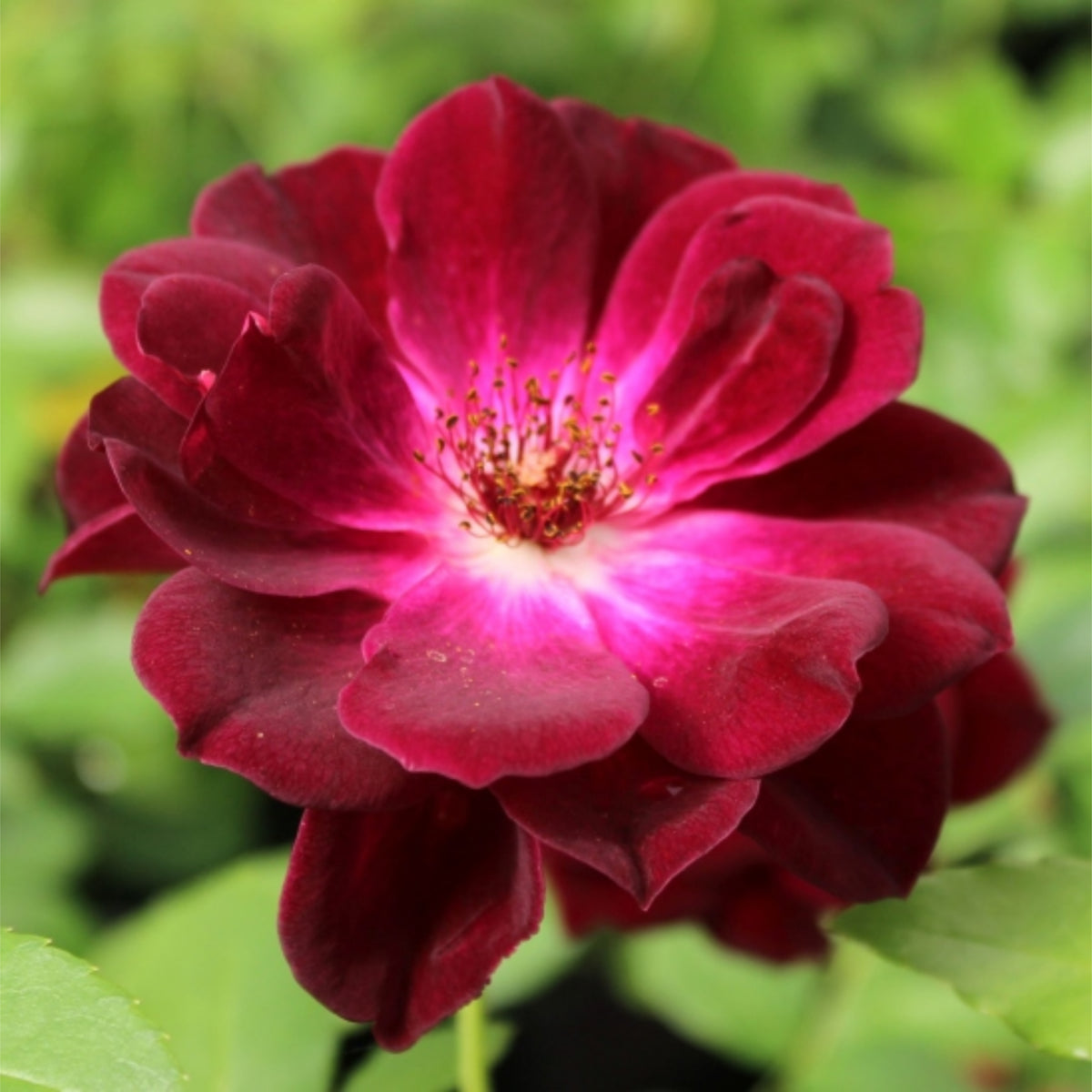 Burgunry Climbing Rose Seeds, 30 seeds