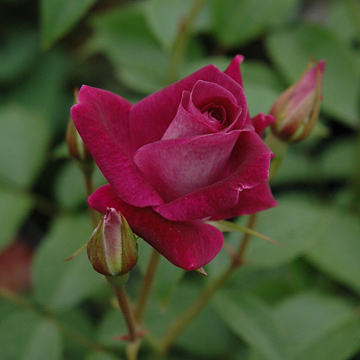 Burgunry Climbing Rose Seeds, 30 seeds