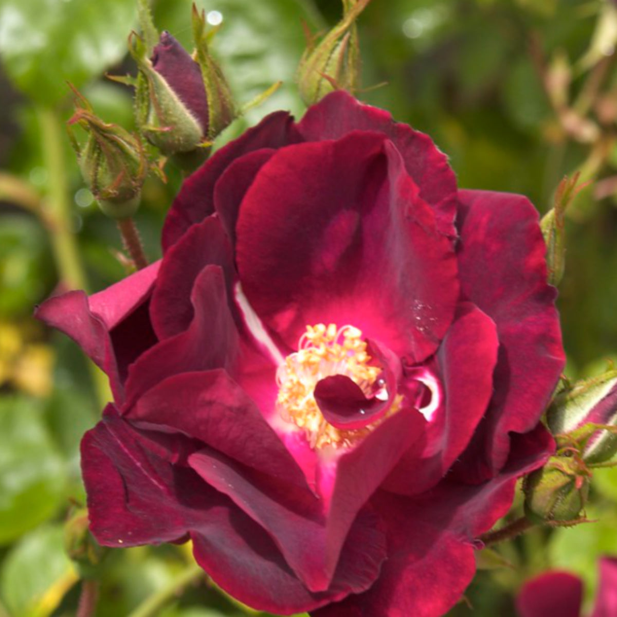 Burgunry Climbing Rose Seeds, 30 seeds