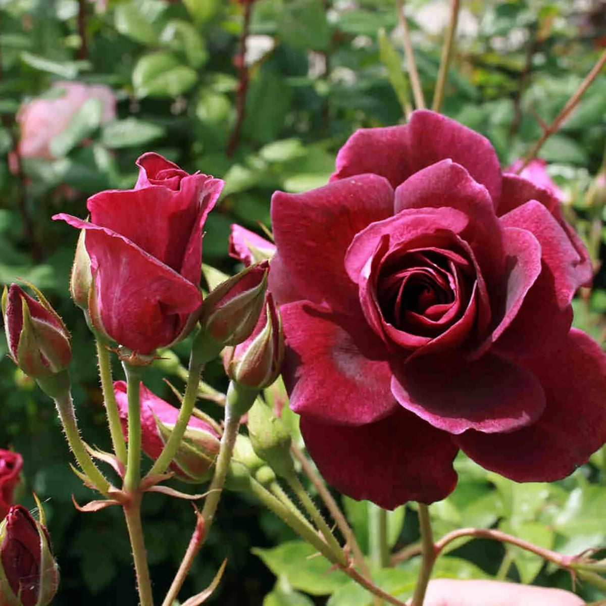 Burgunry Climbing Rose Seeds, 30 seeds