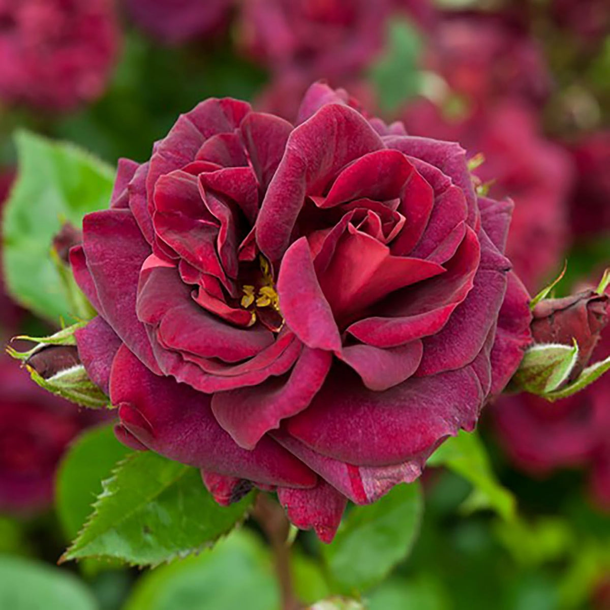 Burgunry Climbing Rose Seeds, 30 seeds