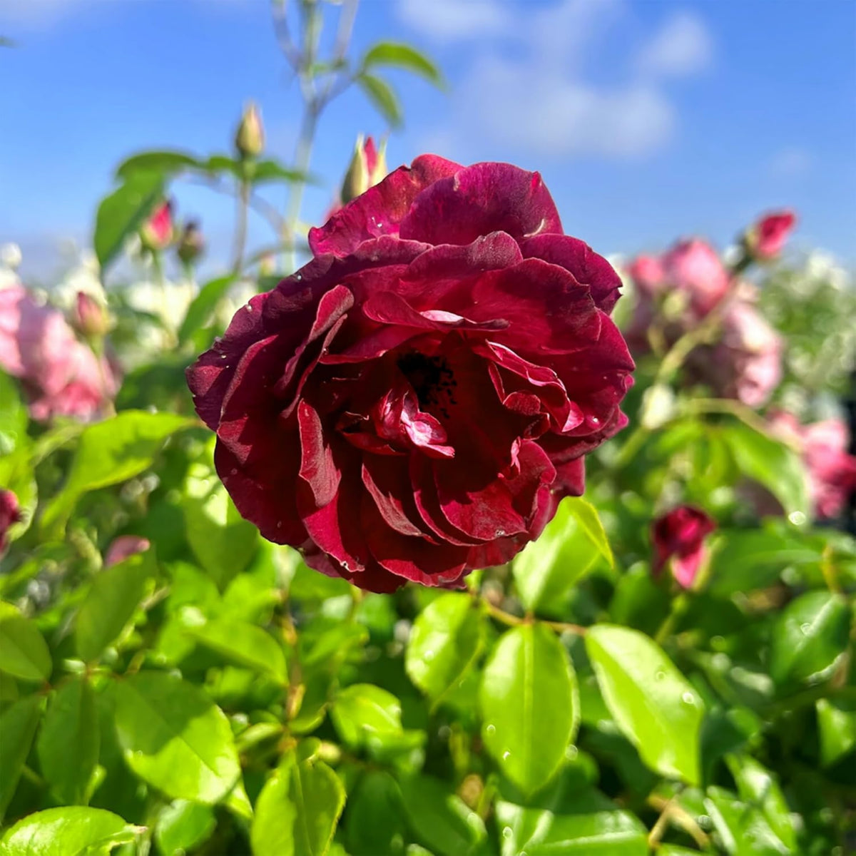Burgunry Climbing Rose Seeds, 30 seeds
