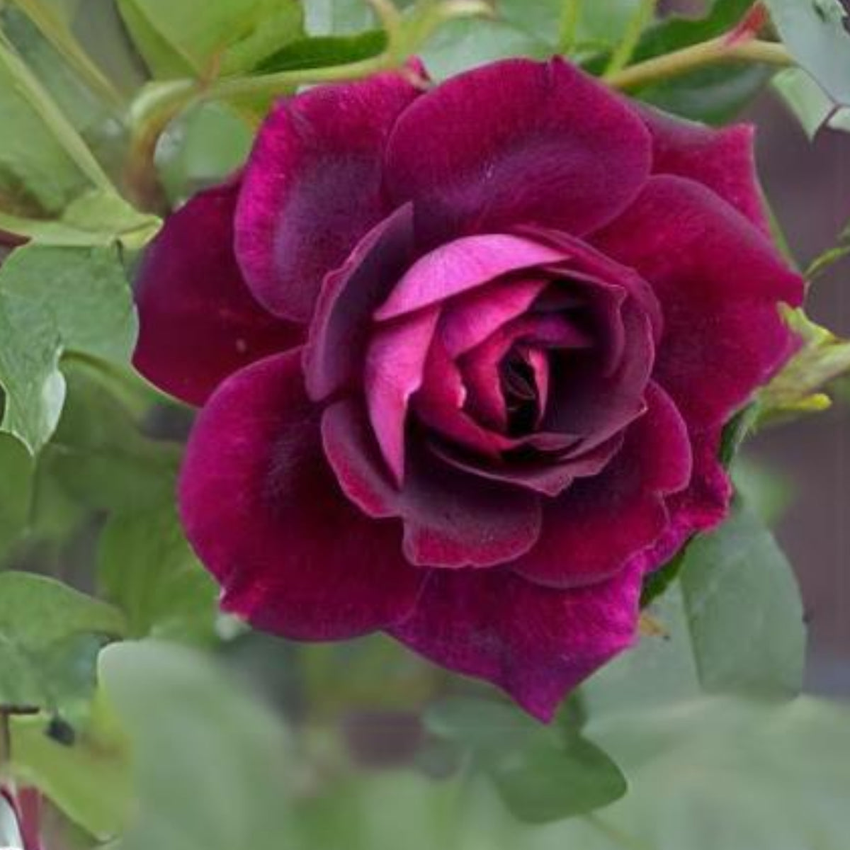 Burgunry Climbing Rose Seeds, 30 seeds