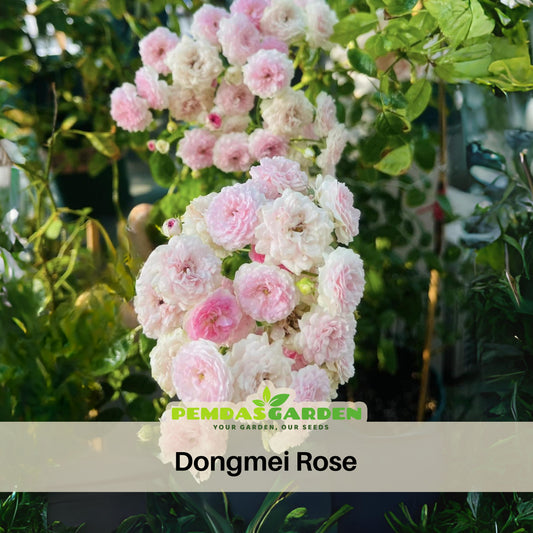 Dongmei Perennial Flower Rose Seeds - 1150, 30+ seeds