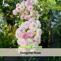 30+ Seeds| Dongmei  Perennial Flower Rose Seeds #1150