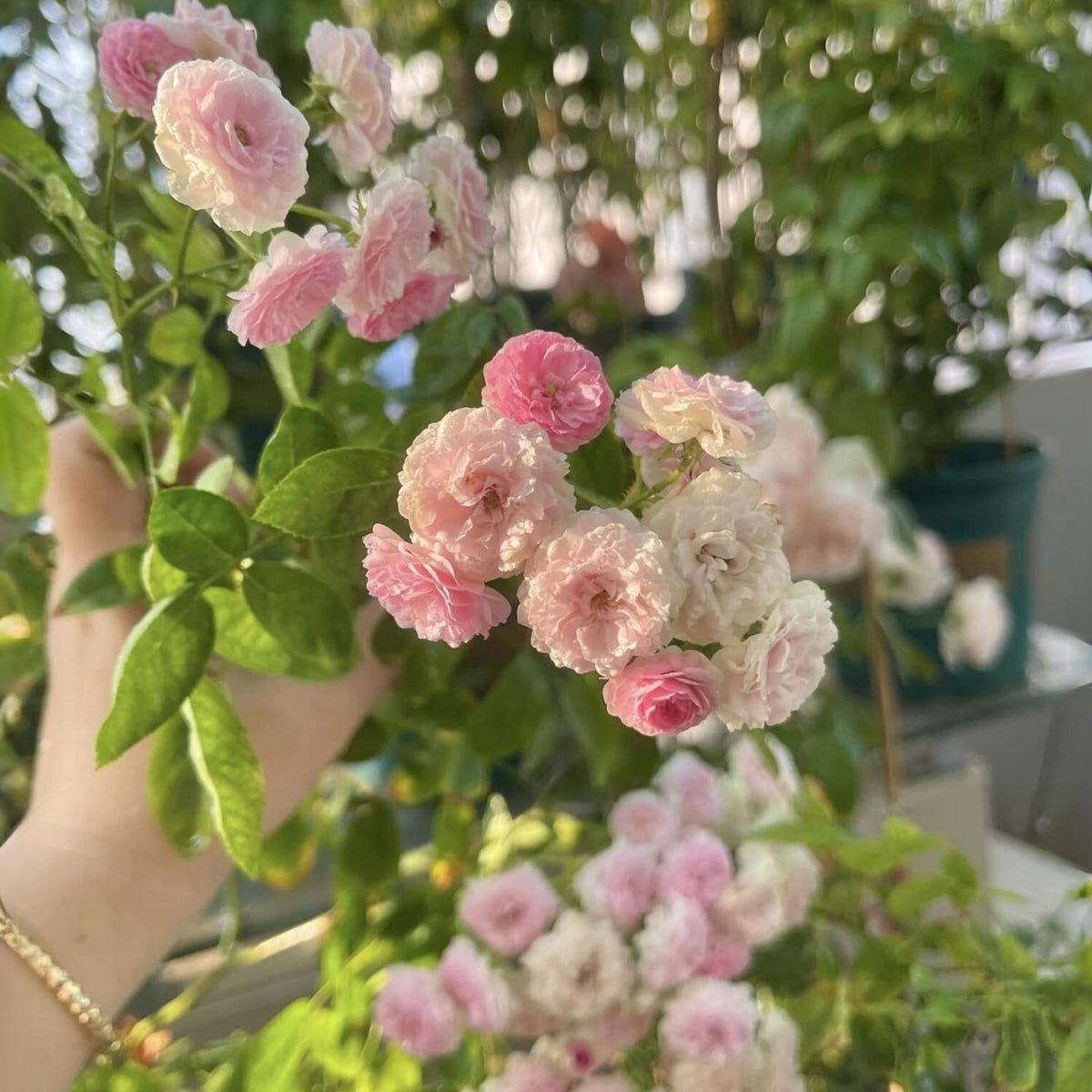 Dongmei Perennial Flower Rose Seeds - 1150, 30+ seeds