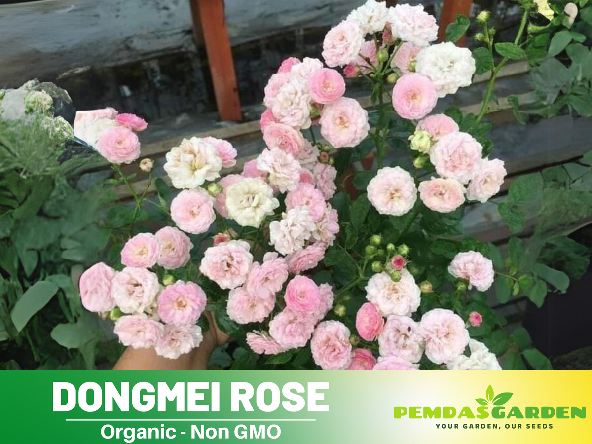 30+ Seeds| Dongmei  Perennial Flower Rose Seeds #1150