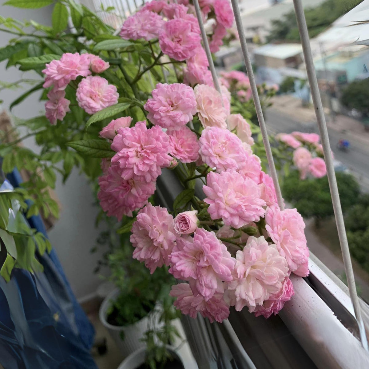 Dongmei Perennial Flower Rose Seeds - 1150, 30+ seeds