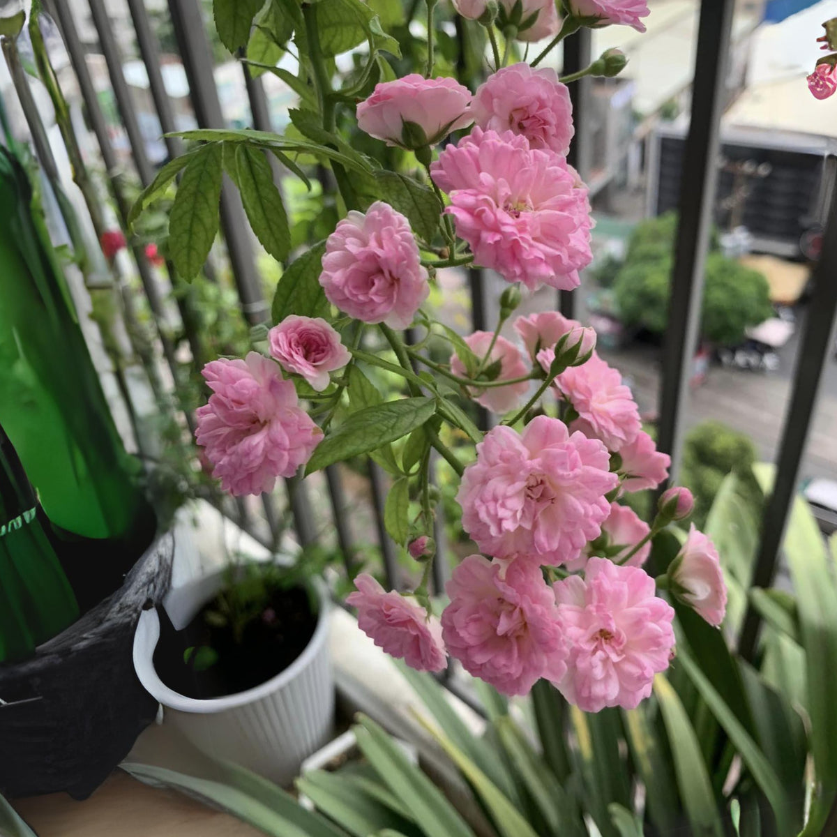 Dongmei Perennial Flower Rose Seeds - 1150, 30+ seeds