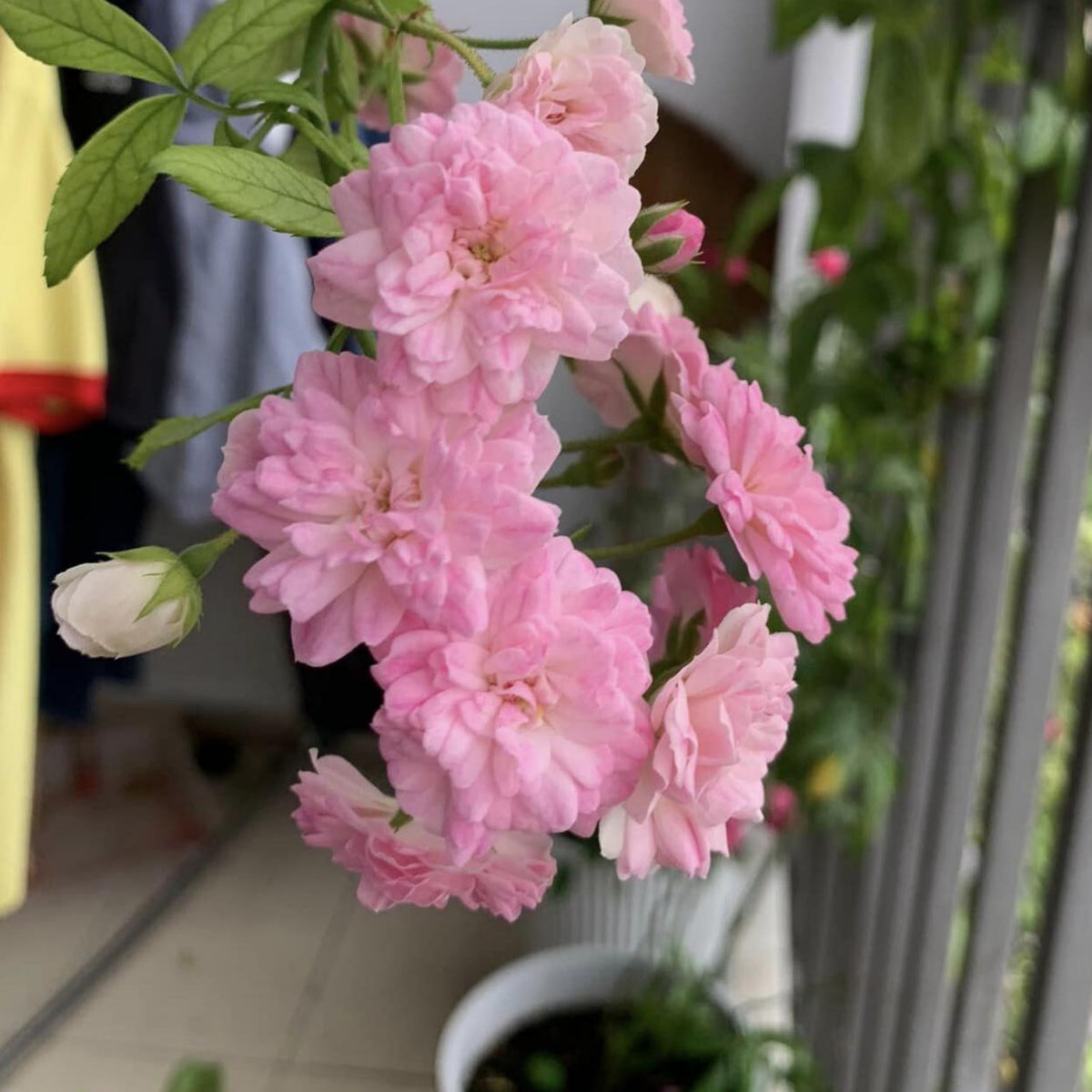 Dongmei Perennial Flower Rose Seeds - 1150, 30+ seeds