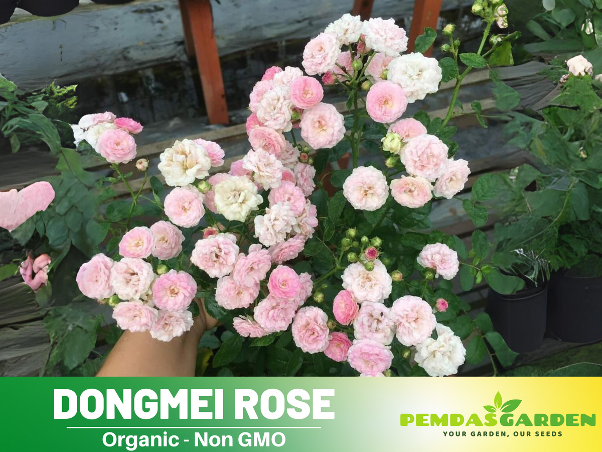 30+ Seeds| Dongmei  Perennial Flower Rose Seeds -  1150