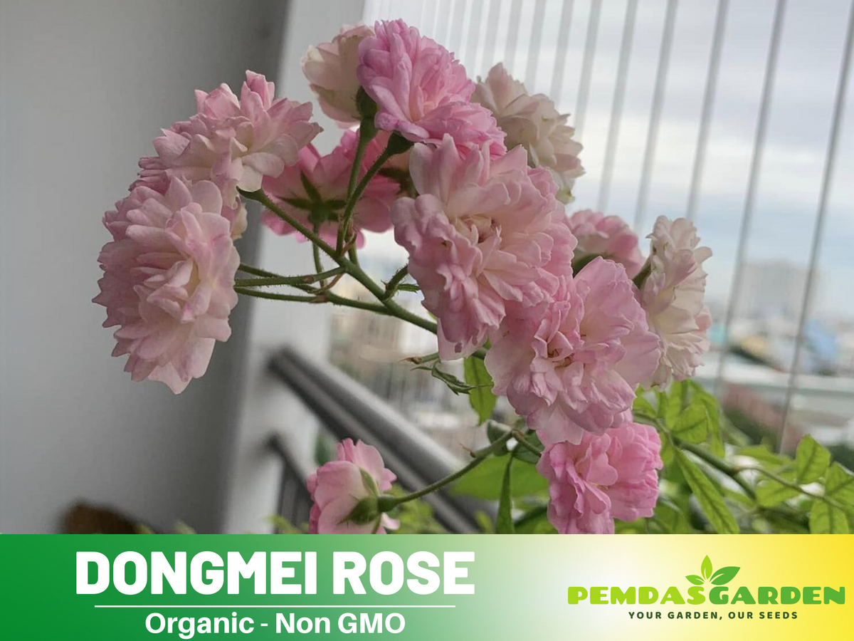 30+ Seeds| Dongmei  Perennial Flower Rose Seeds #1150