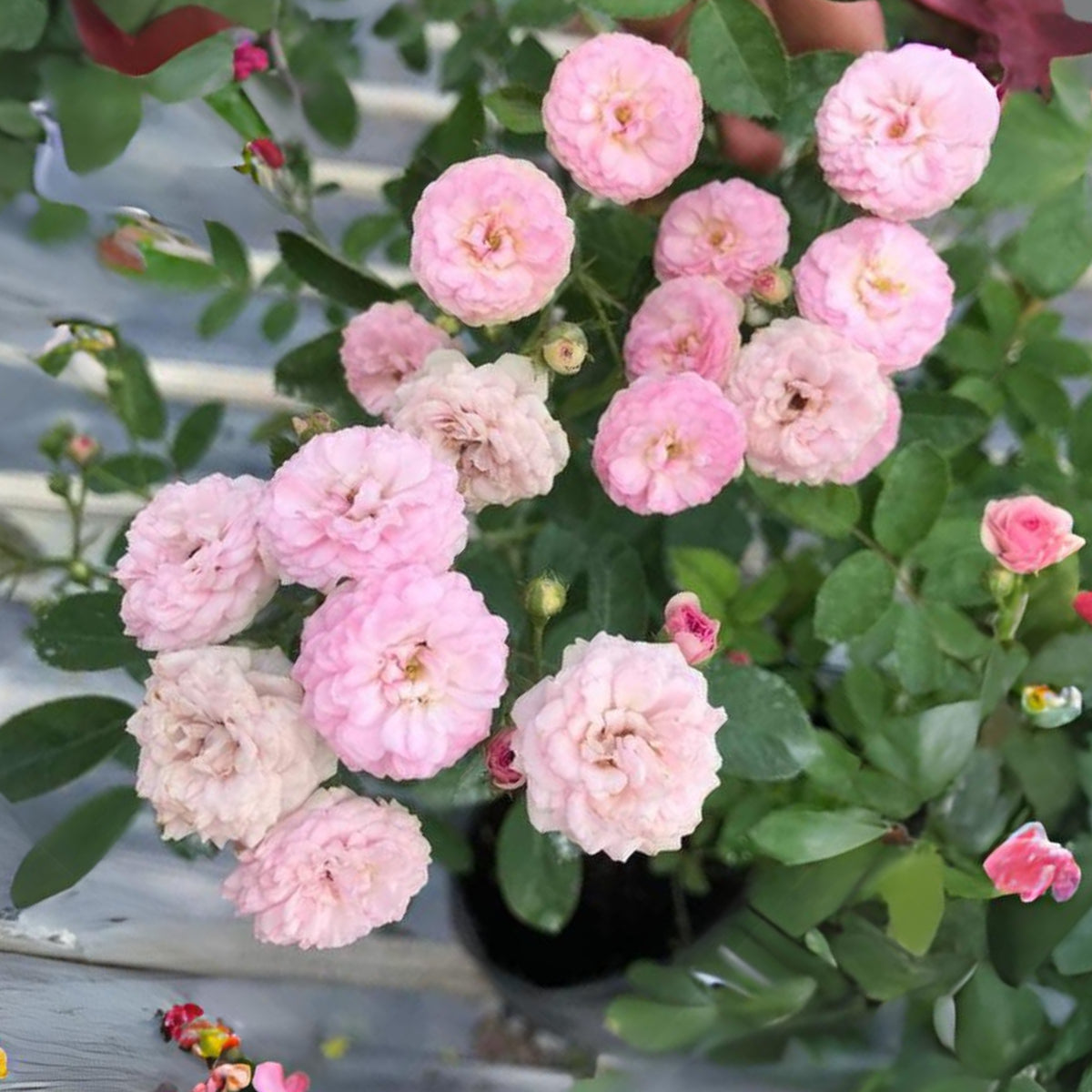 Dongmei Perennial Flower Rose Seeds - 1150, 30+ seeds