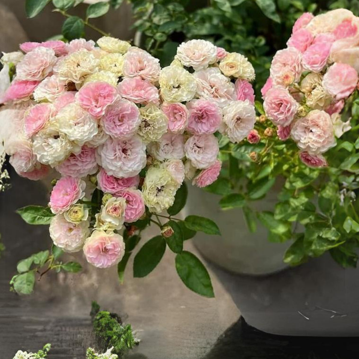 Dongmei Perennial Flower Rose Seeds - 1150, 30+ seeds