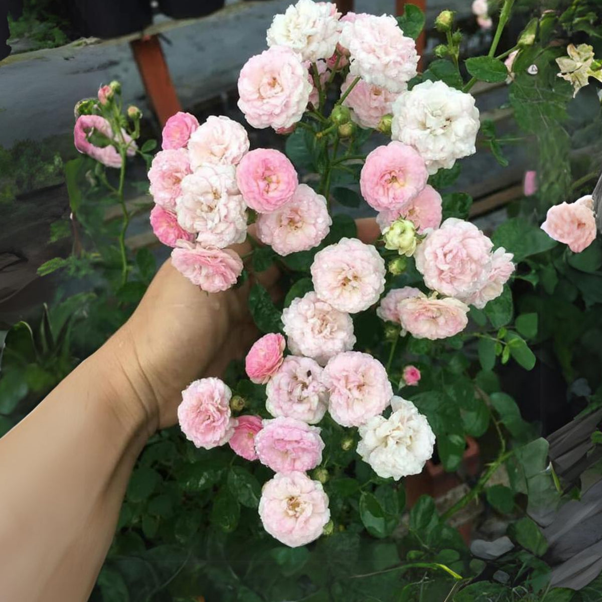 Dongmei Perennial Flower Rose Seeds - 1150, 30+ seeds