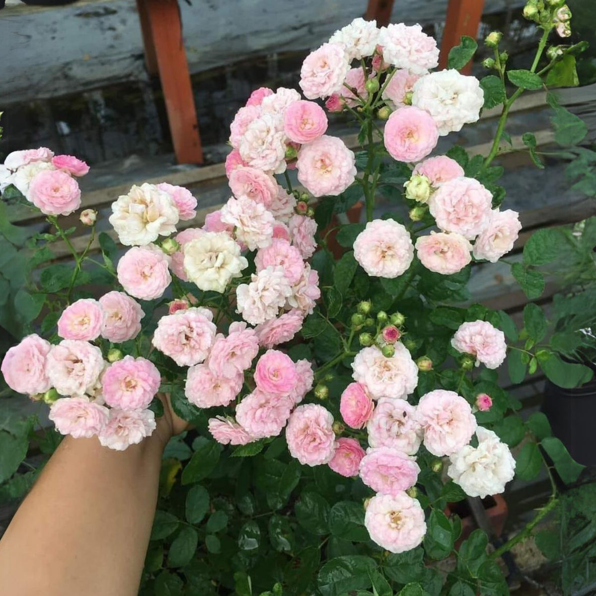 Dongmei Perennial Flower Rose Seeds - 1150, 30+ seeds